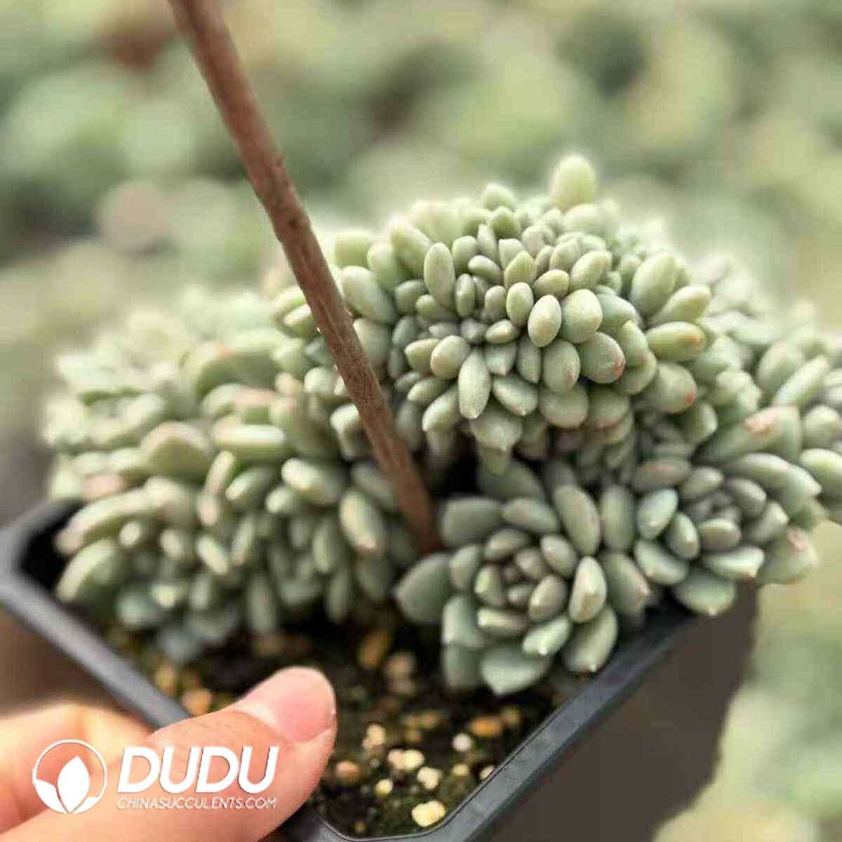 07930D120201.jpg Echeveria Blood Egg Cristata Leaf Cutting - Image 1