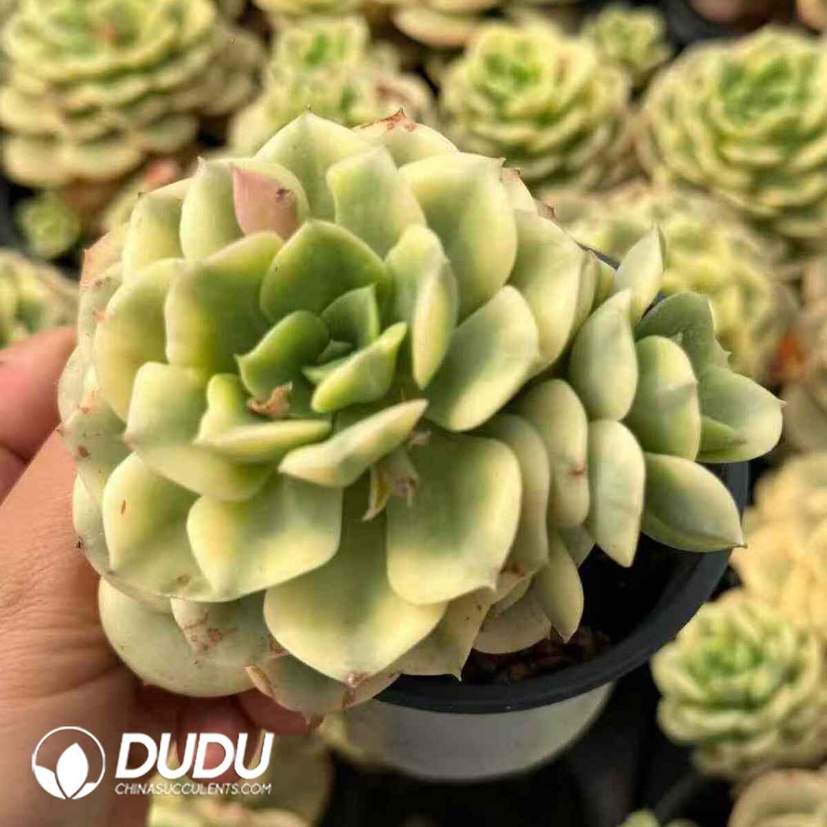 07932D90201.jpg Echeveria Nicksana Variegated Clustering 2-3Heads - Image 1