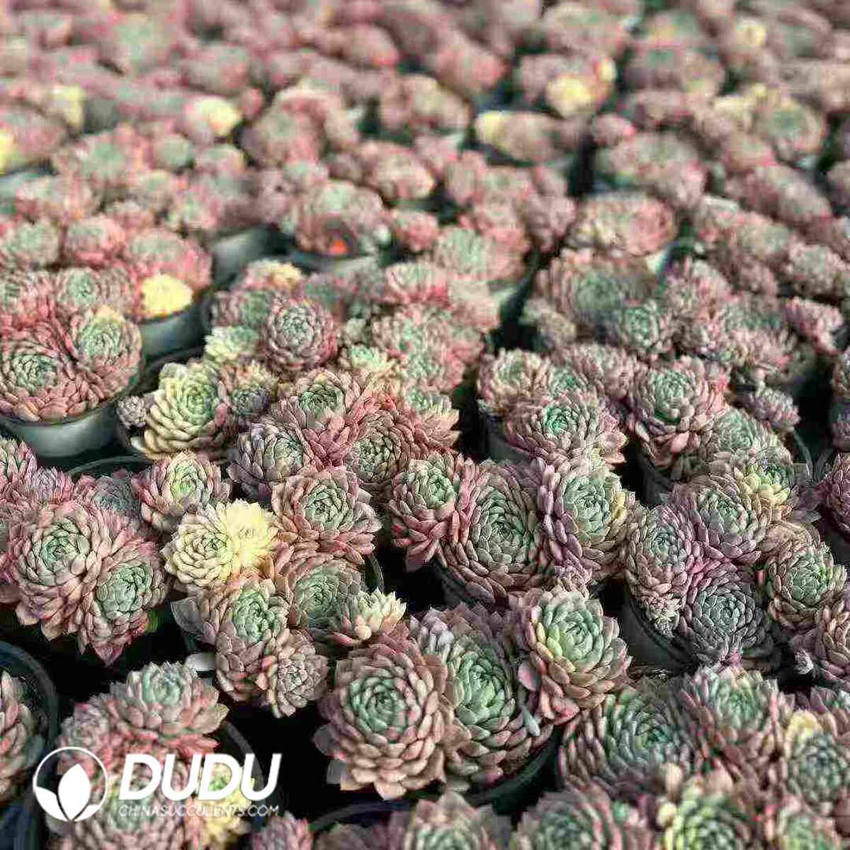 07933D90201.jpg Echeveria setosa v. demenita Clustering - Image 1