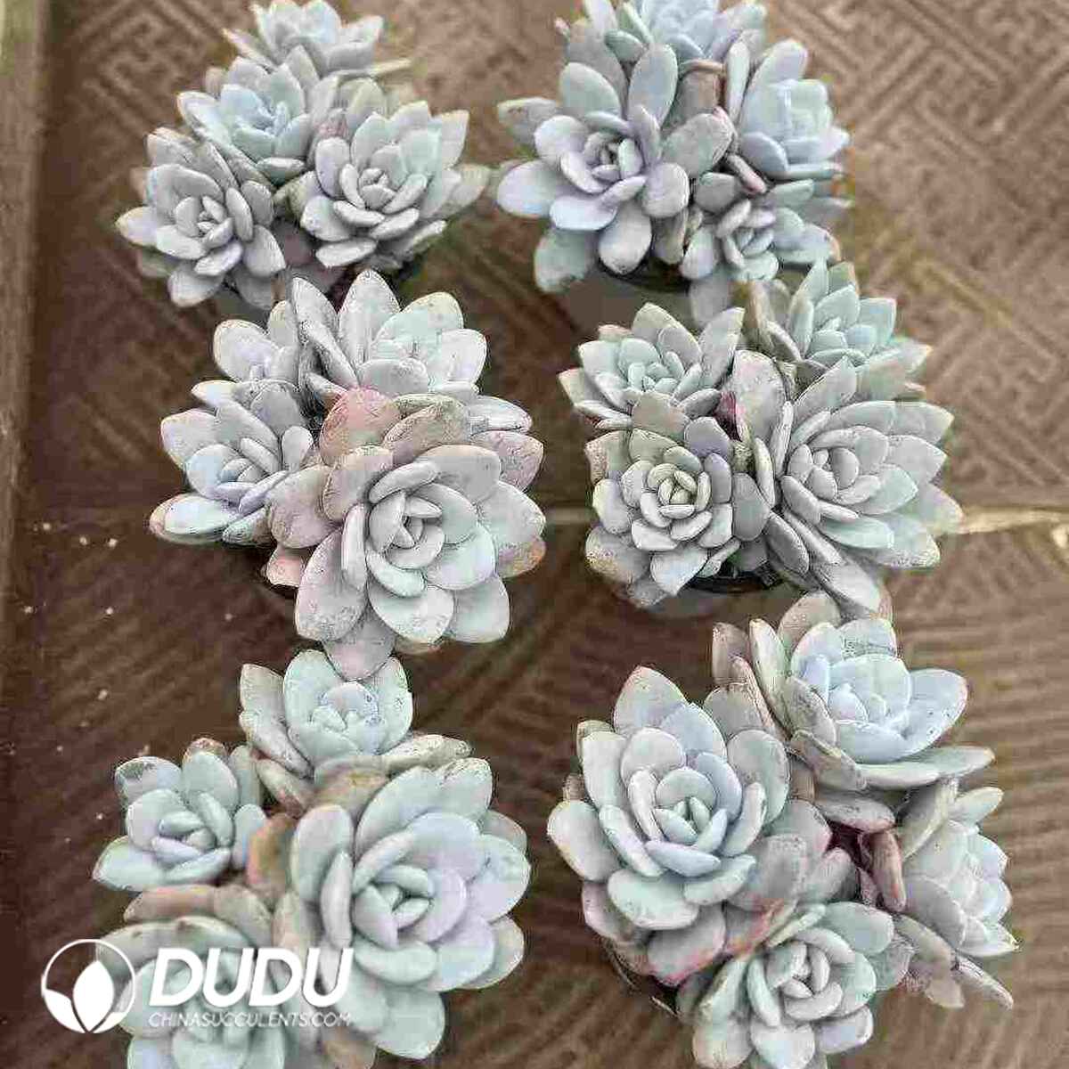 07934D90201.jpg Echeveria laui Moran et J. Meyrán Clustering - Image 1