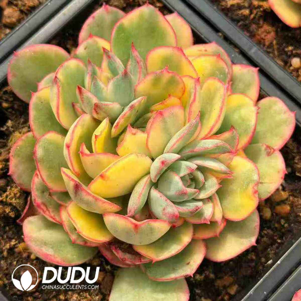 07935D120201.jpg Echeveria Bannu Variegated Clustering 2-3 Heads - Image 1