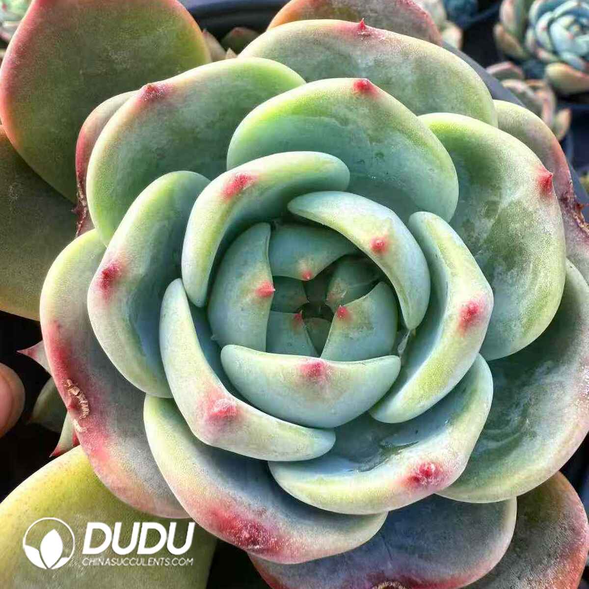 07938D120201.jpg Echeveria Carola's Kiss - Image 1