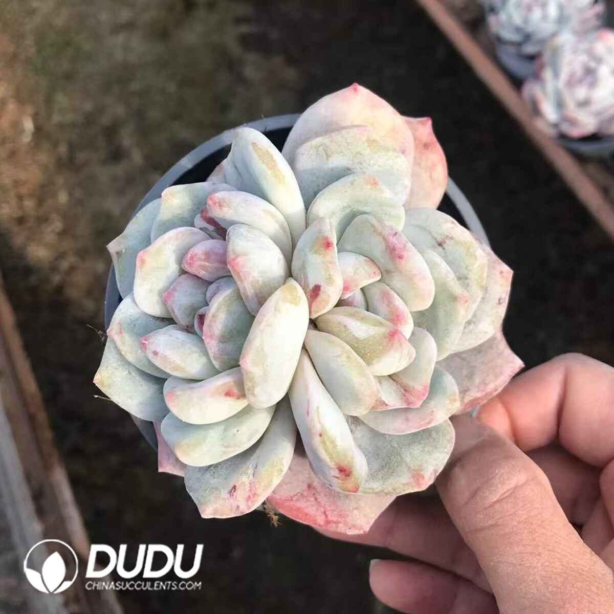 07942D90201.jpg Echeveria Monroe Monstrose Double Heads - Image 1