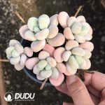 Graptopetalum Snow Luoshen Clustering