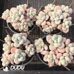 Graptopetalum Snow Luoshen Clustering - Image 2