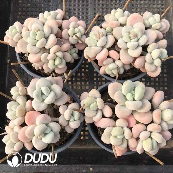 Graptopetalum Snow Luoshen Clustering - Image 2