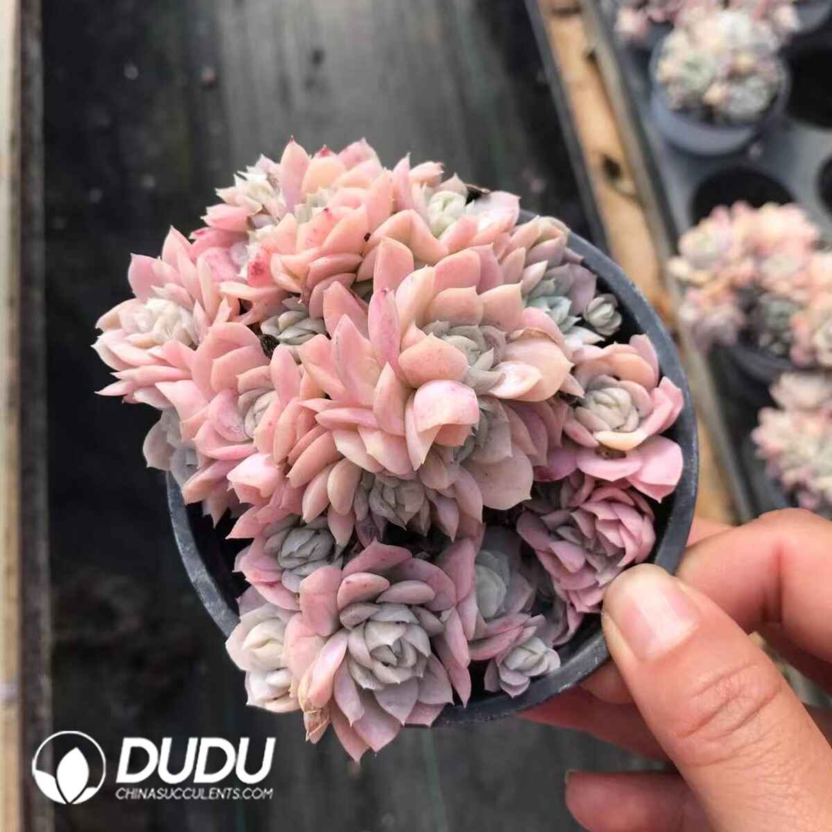 07949D90201.jpg Echeveria Colorful Plum Clustering - Image 1