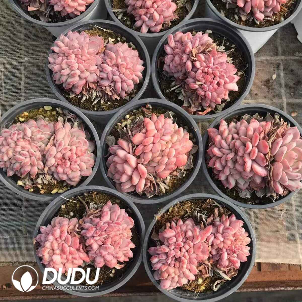 07954D90201.jpg Echeveria Jadeite Cristata - Image 1