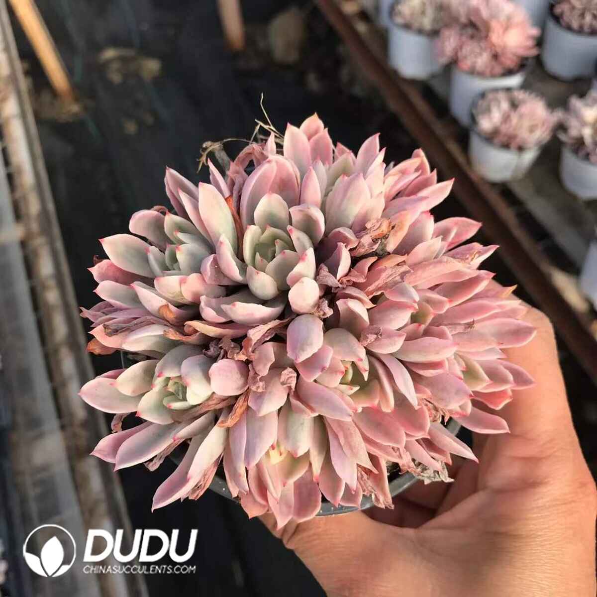 07960D90201.jpg Echeveria Hoveyi Variegated Clustering - Image 1