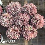 Echeveria Hoveyi Variegated Clustering - Image 2