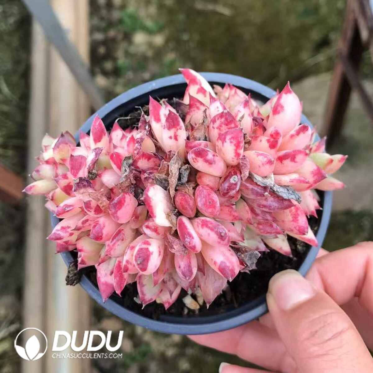 07962D90201.jpg Echeveria Red Latam Cristata - Image 1