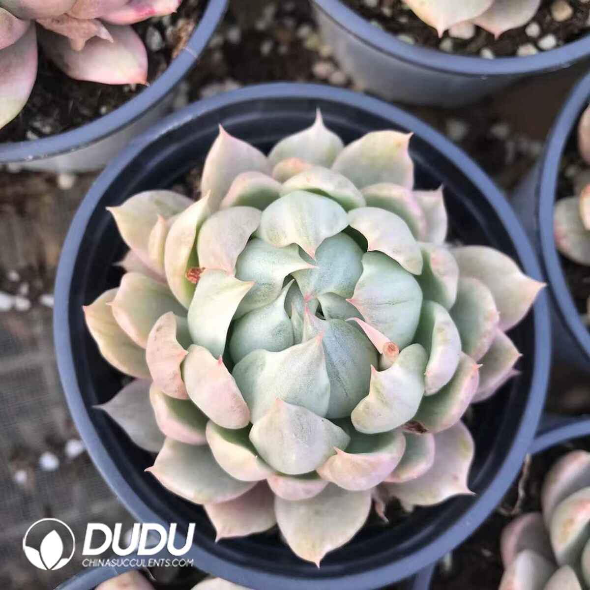 07967D90201.jpg Echeveria White Maria Variegated - Image 1