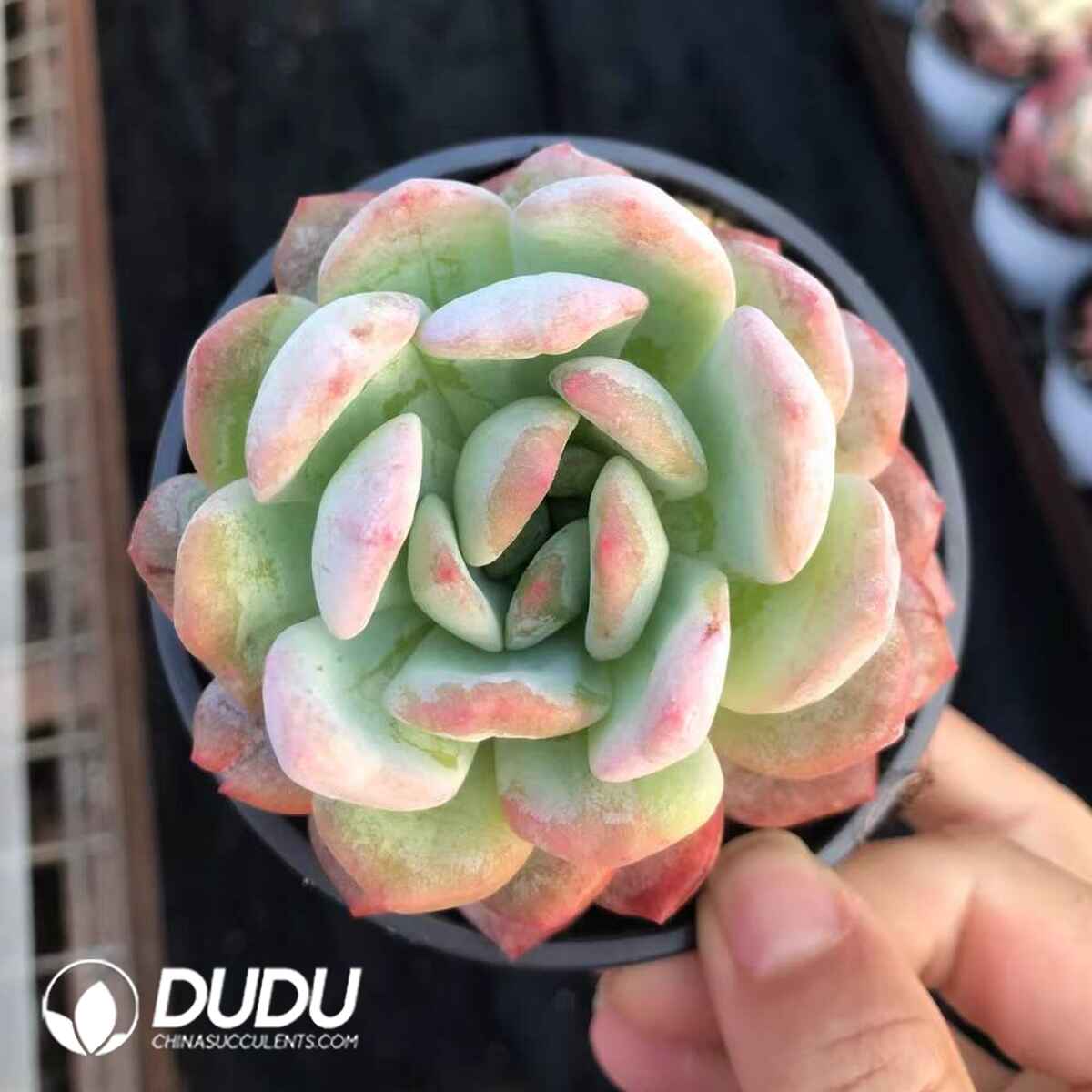 07968D90201.jpg Echeveria All Star Monstrose - Image 1