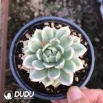 Echeveria Butterfly Flying Variegated