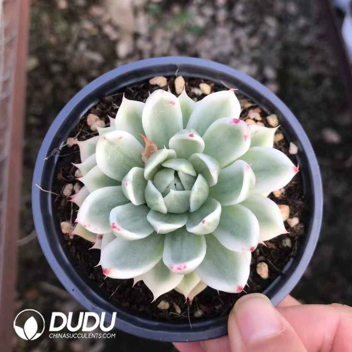 07970D90201.jpg Echeveria Butterfly Flying Variegated - Image 1