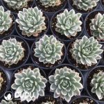 Echeveria Butterfly Flying Variegated - Image 2