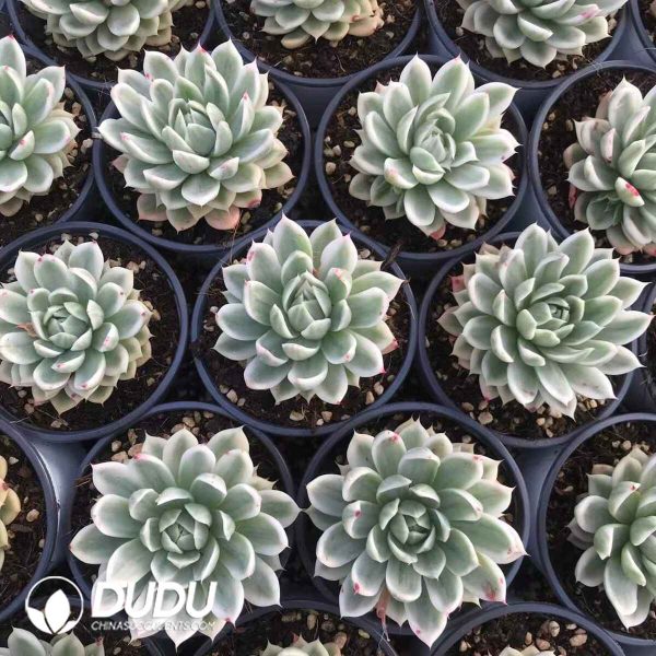 Echeveria Butterfly Flying Variegated - Image 2