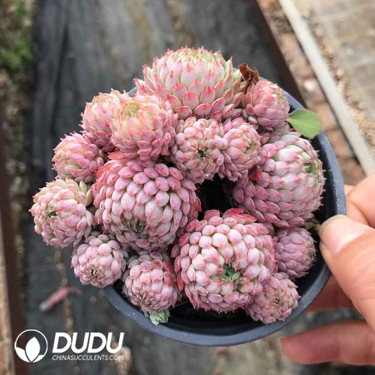 07971D90201.jpg Echeveria Vincent Catto Clustering - Image 1