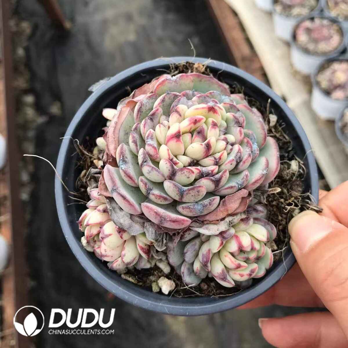 07972D90201.jpg Echeveria Sierra Clustering - Image 1