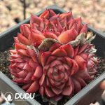 Echeveria Xuan Color