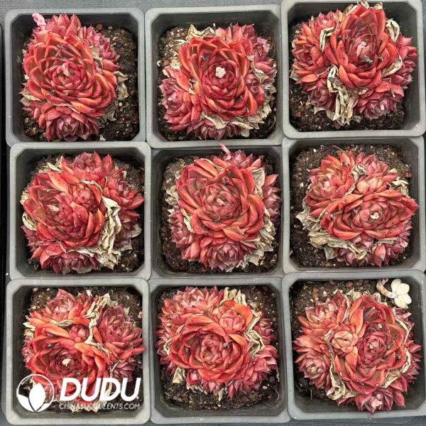 Echeveria Xuan Color - Image 2