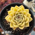 Echeveria Drunken Dream (Single Head or Single Head with Pups)