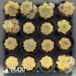 Echeveria Drunken Dream (Single Head or Single Head with Pups) - Image 2