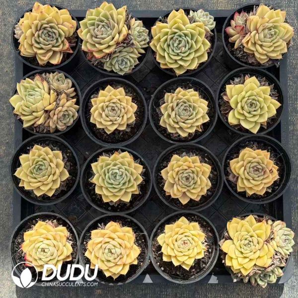 Echeveria Drunken Dream (Single Head or Single Head with Pups) - Image 2