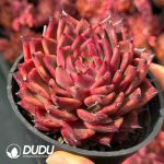 Echeveria Red Diamond