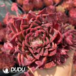 Echeveria Red Diamond - Image 2