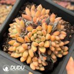 Pachyphytum Mango in the Crowd Clustering