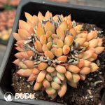 Pachyphytum Mango in the Crowd Clustering - Image 2