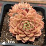Echeveria Vigorous Orange (Single Head or Single Head with Pups)