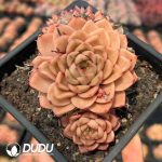 Echeveria Vigorous Orange (Single Head or Single Head with Pups) - Image 2