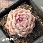 Echeveria Sailor Moon (Single Head or Single Head with Pups)