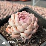 Echeveria Sailor Moon (Single Head or Single Head with Pups) - Image 2
