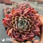 Echeveria Yinggu (Single Head or Single Head with Pups)