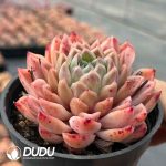 Echeveria Yinggu (Single Head or Single Head with Pups) - Image 2