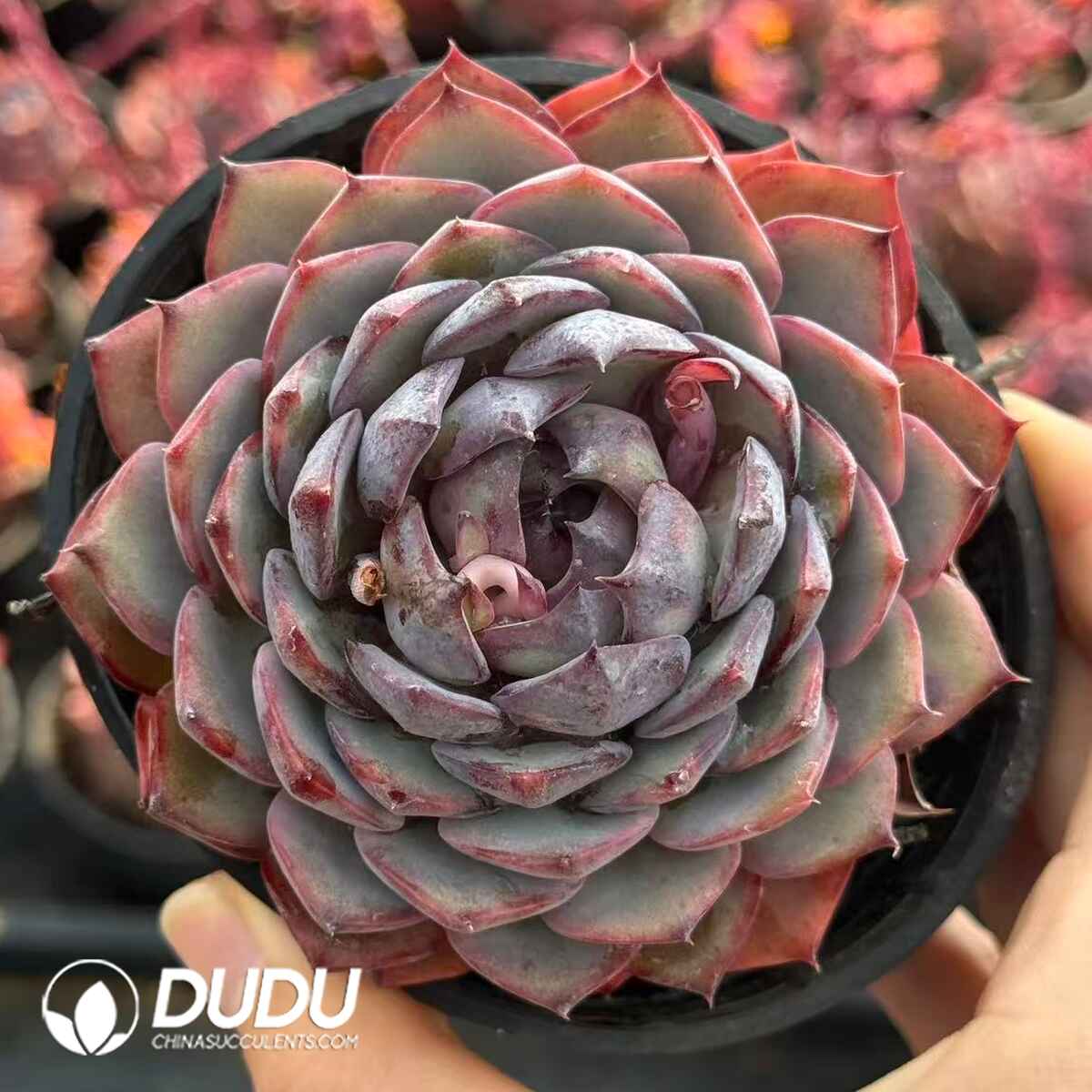 07982D90201.jpg Echeveria Smurfs - Image 1