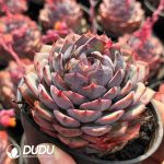 Echeveria Smurfs - Image 2