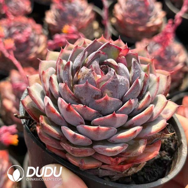 Echeveria Smurfs - Image 2