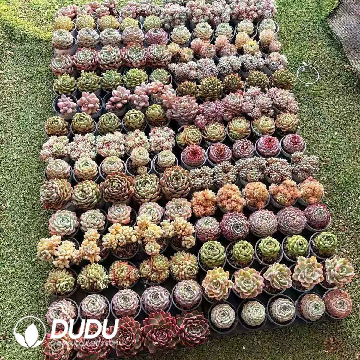 07984D90201.jpg 150pcs Echeveria Ramdom Collocation - Image 1