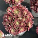 Aeonium First Love Old Stem Big Clustering