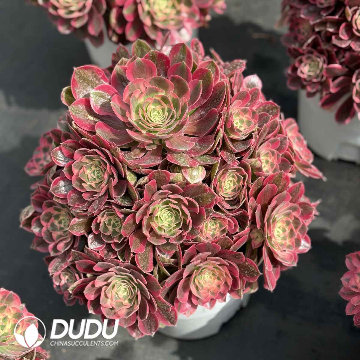 07986D350201.jpg Aeonium First Love Old Stem Big Clustering - Image 1