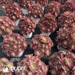 Aeonium First Love Old Stem Big Clustering - Image 2