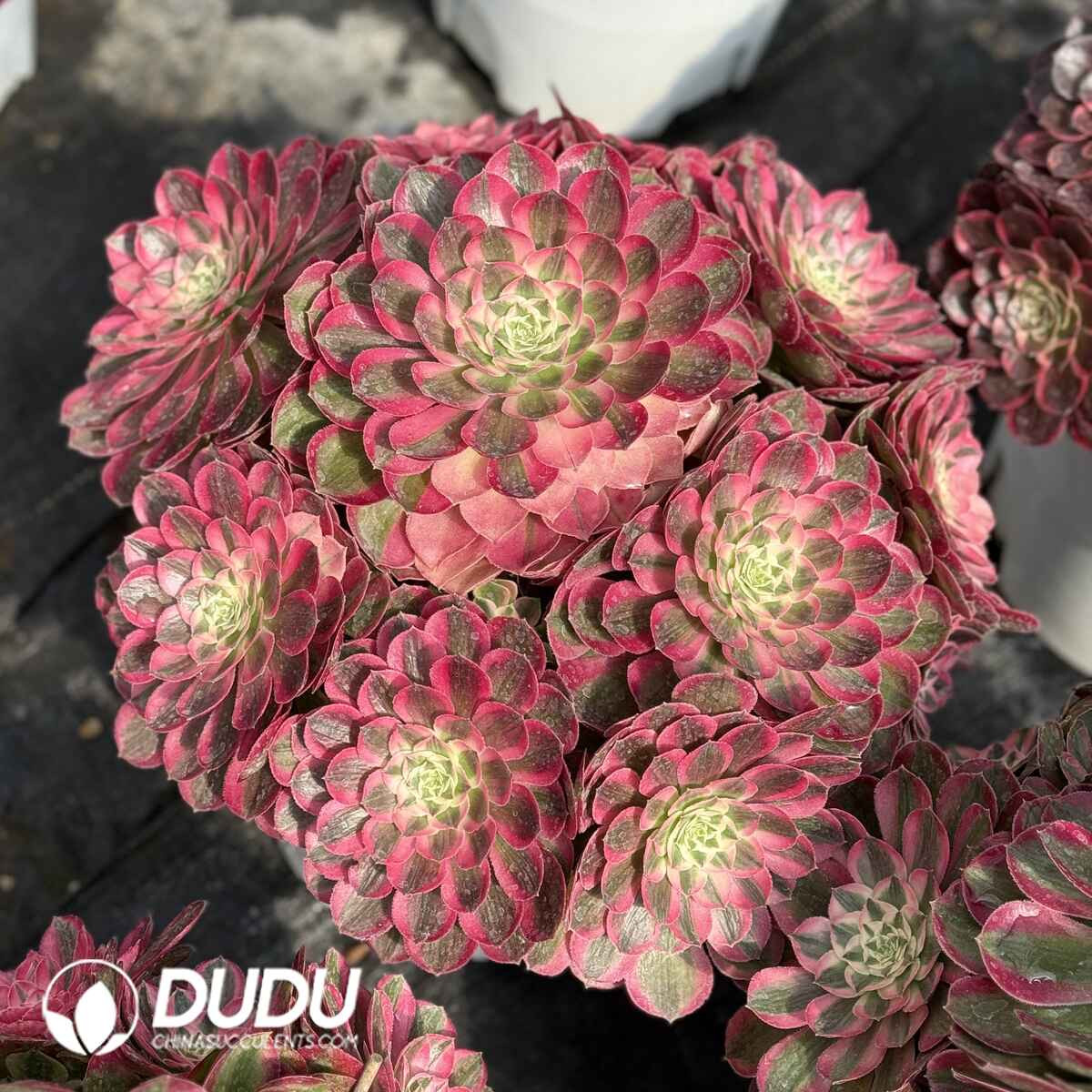 07987D300201.jpg Aeonium Peacock Feather Old Stem Big Clustering - Image 1