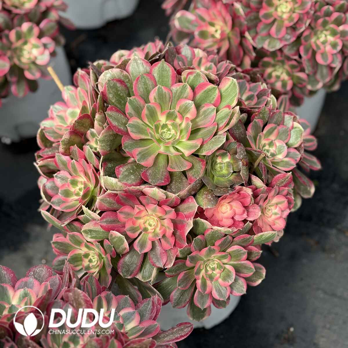 07989D300201.jpg Aeonium Pink Lady Old Stem Big Clustering - Image 1