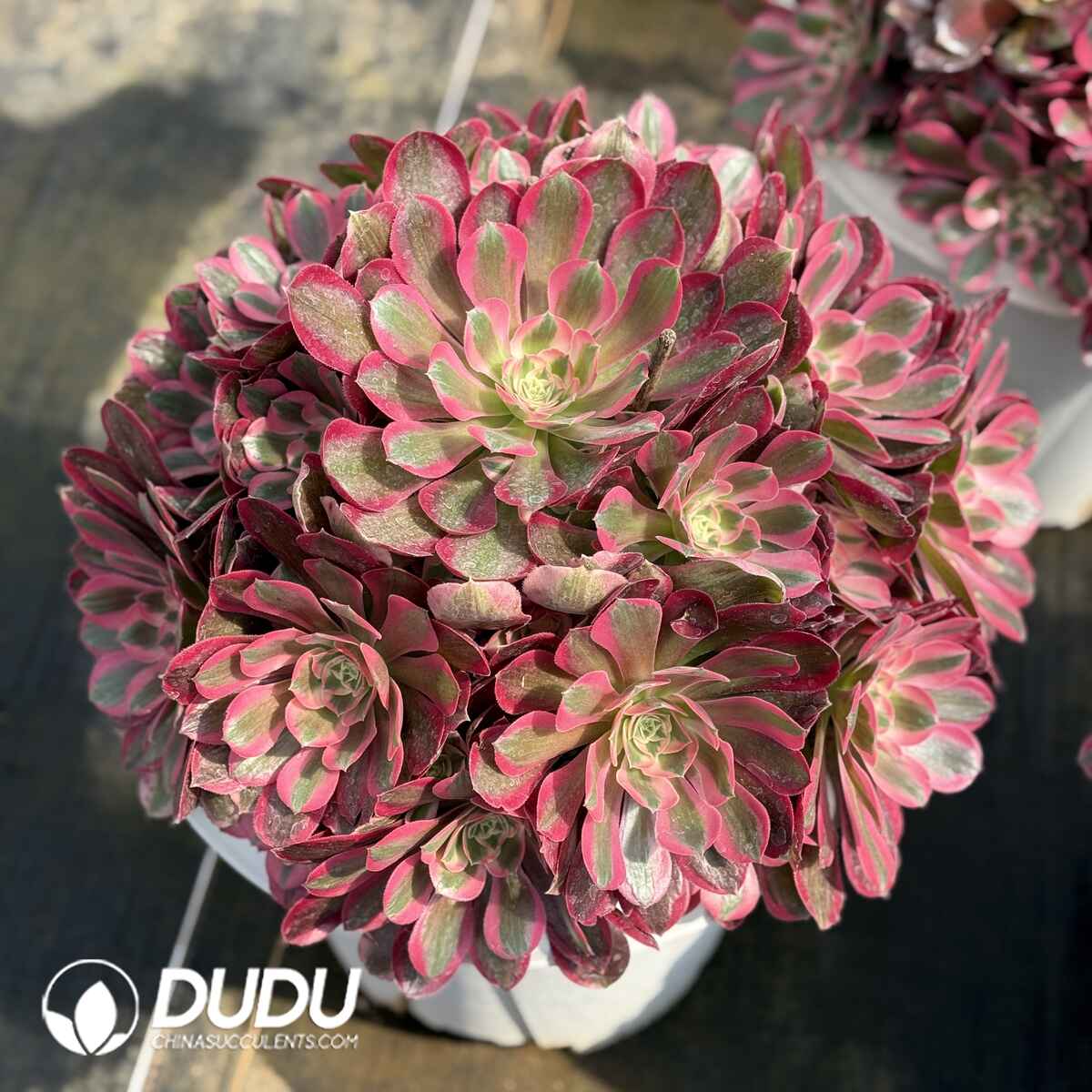 07990D450201.jpg Aeonium Bugatti Old Stem Big Clustering - Image 1