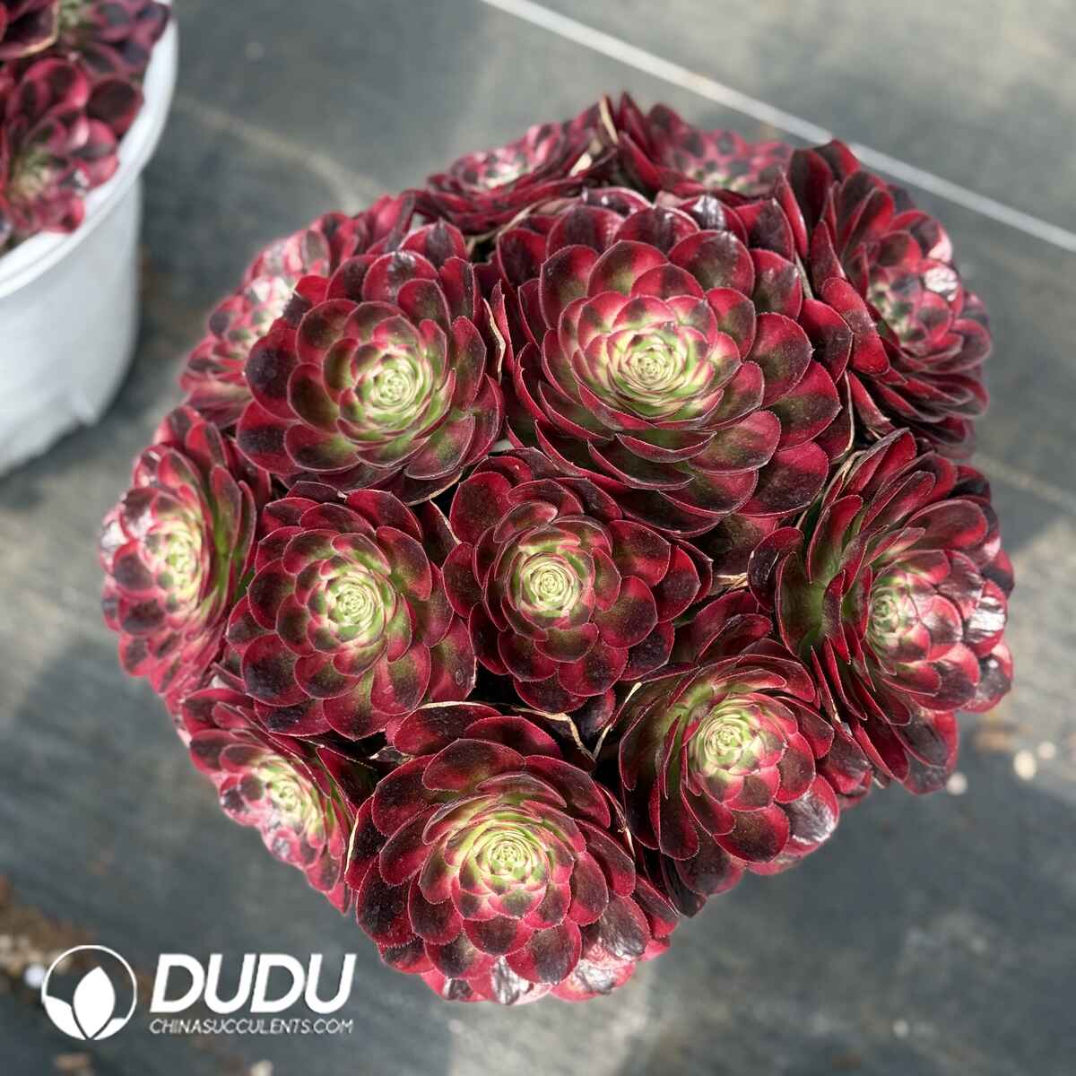 07994D250201.jpg Aeonium Good Fortune Clustering - Image 1