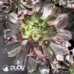Aeonium Eye of Demon Tall Stem